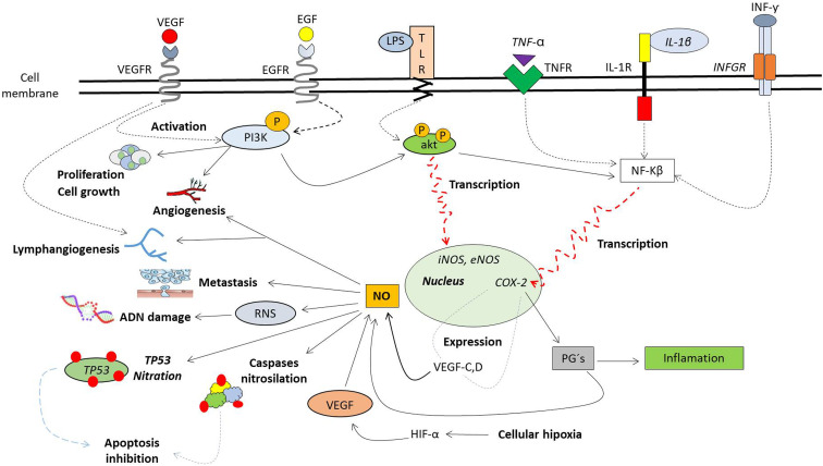 Influence of nitric oxide signaling mechanisms in cancer.