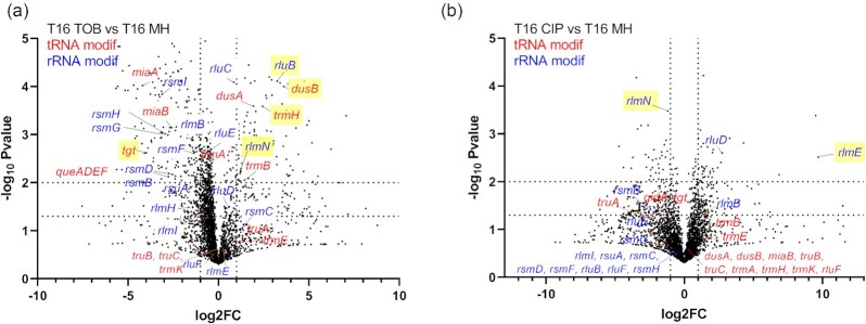 Nonessential tRNA and rRNA modifications impact the bacterial response to sub-MIC antibiotic stress.