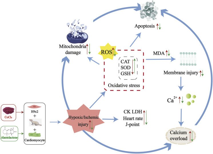 Cardioprotective effects of alantolactone on isoproterenol-induced cardiac injury and cobalt chloride-induced cardiomyocyte injury.