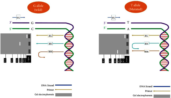 Frequency of CYP2B6 Alleles in Major Iranian Ethnicities, Affecting Response to Efavirenz.