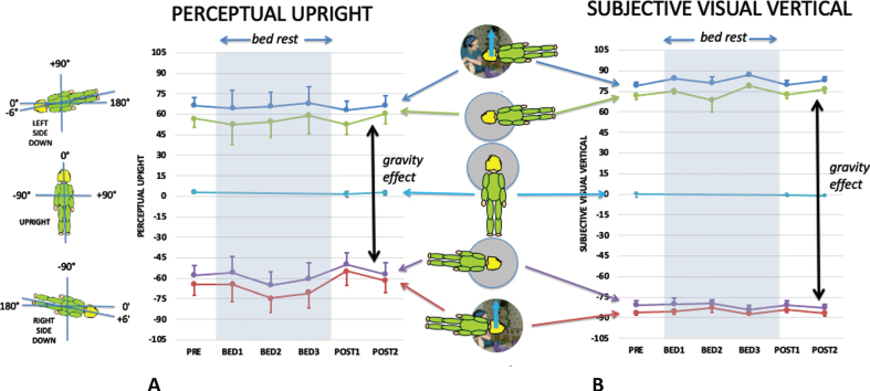 Long-duration head down bed rest as an analog of microgravity: Effects on the static perception of upright.