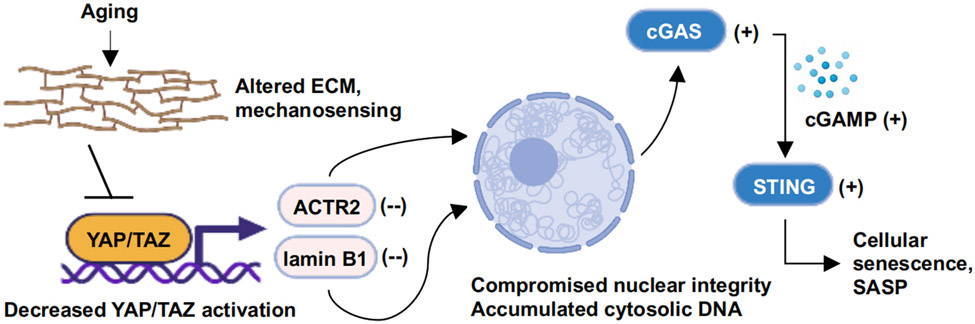 YAP/TAZ dull the STING of aging.