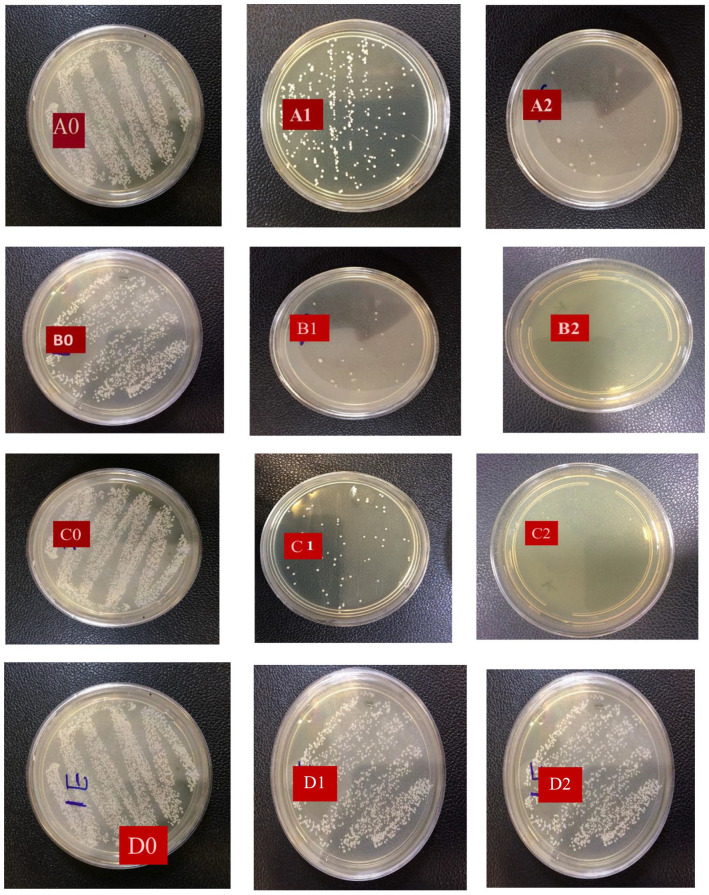 The effects of <i>Ziziphus Spina</i> leaves' Hydro-Alcoholic Extract Vaginal Cream and Clotrimazole on <i>Candida albicans</i> in Wistar Rats.