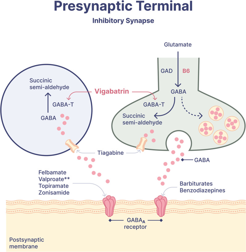 Early vigabatrin augmenting GABA-ergic pathways in post-anoxic status epilepticus (VIGAB-STAT) phase IIa clinical trial study protocol.