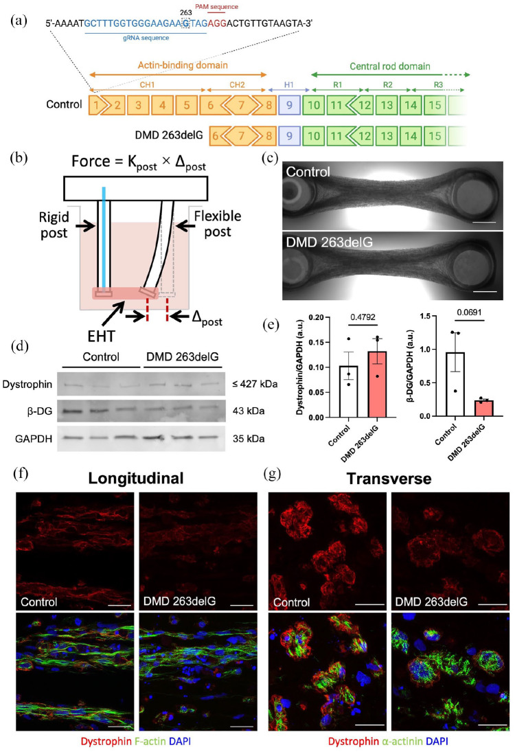 Full-length dystrophin deficiency leads to contractile and calcium transient defects in human engineered heart tissues.