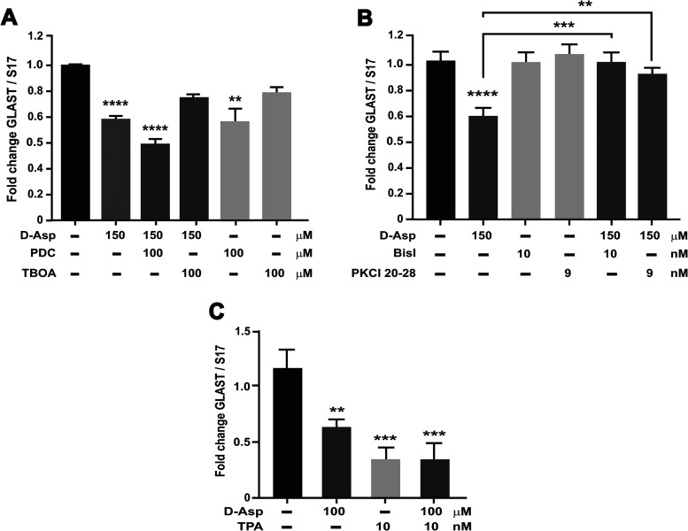 EAAT1-dependent <i>slc1a3</i> Transcriptional Control depends on the Substrate Translocation Process.