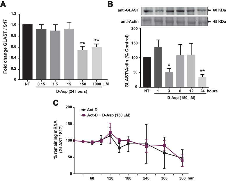 EAAT1-dependent <i>slc1a3</i> Transcriptional Control depends on the Substrate Translocation Process.