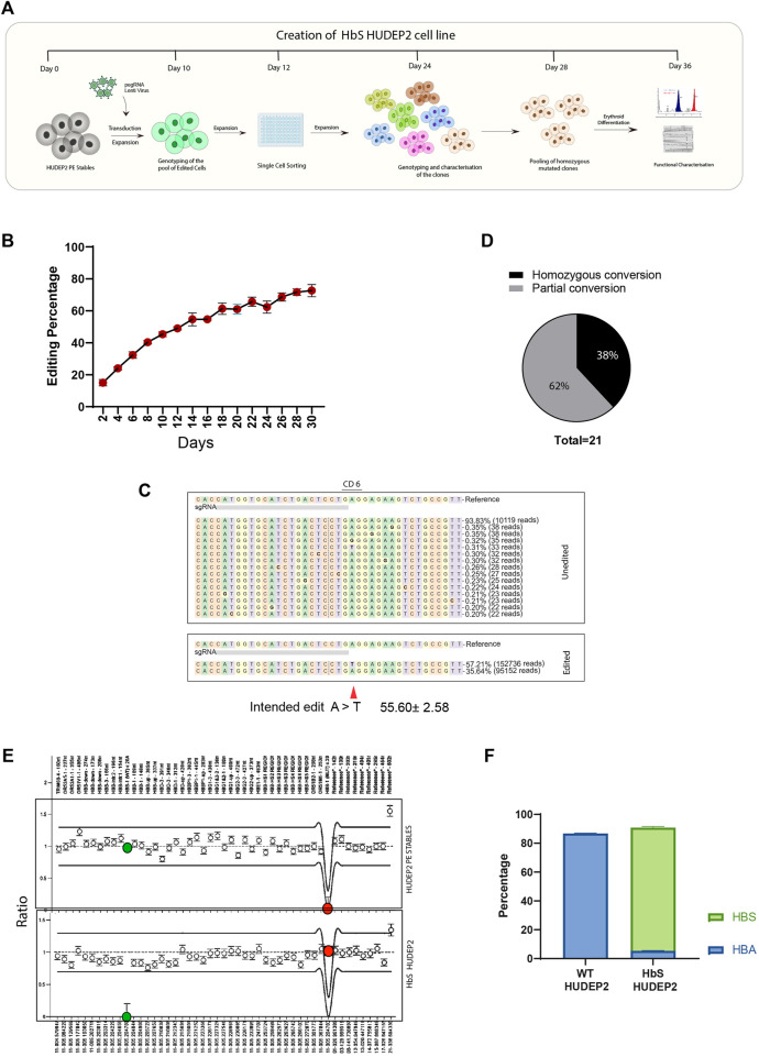 Efficient and error-free correction of sickle mutation in human erythroid cells using prime editor-2.