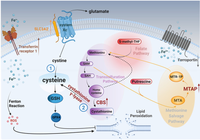 MYCN upregulates the transsulfuration pathway to suppress the ferroptotic vulnerability in <i>MYCN</i>-amplified neuroblastoma.