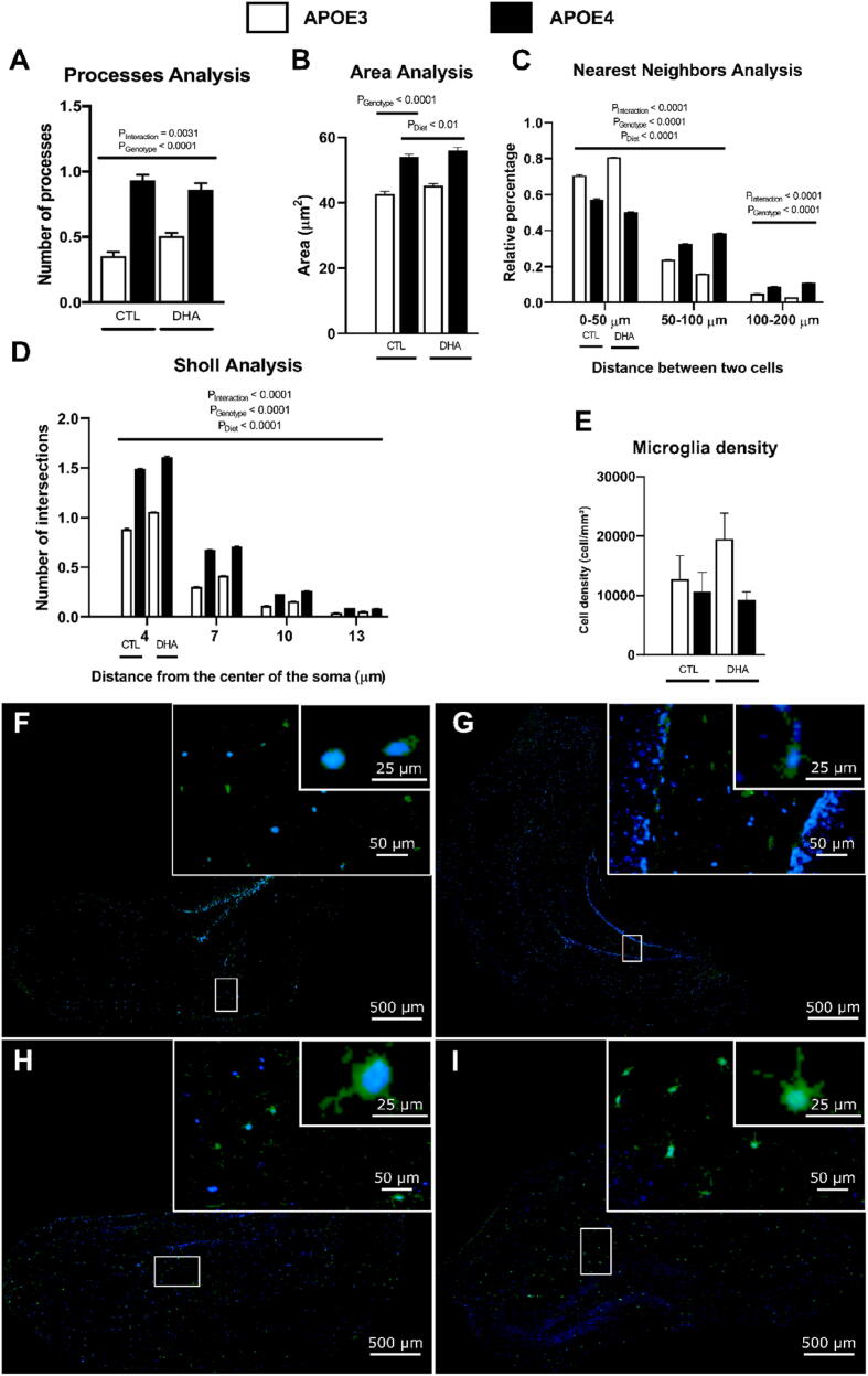 A diet rich in docosahexaenoic acid enhances reactive astrogliosis and ramified microglia morphology in apolipoprotein E epsilon 4-targeted replacement mice