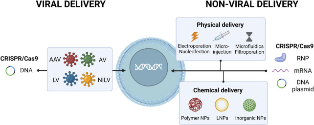 CRISPR medicine for blood disorders: Progress and challenges in delivery.