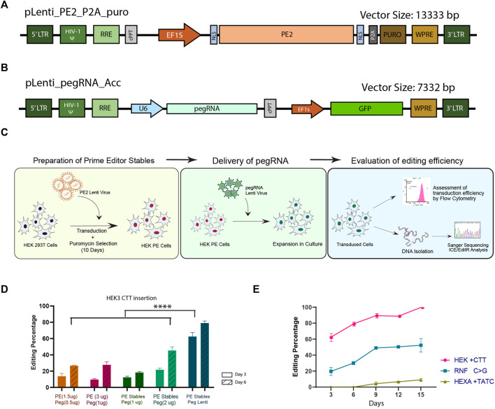 Efficient and error-free correction of sickle mutation in human erythroid cells using prime editor-2.