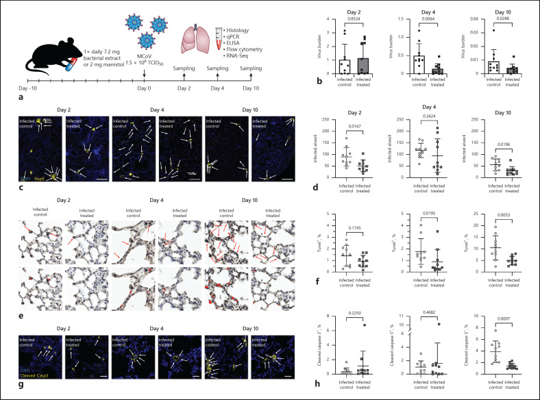 Innate Immune Training with Bacterial Extracts Enhances Lung Macrophage Recruitment to Protect from Betacoronavirus Infection.