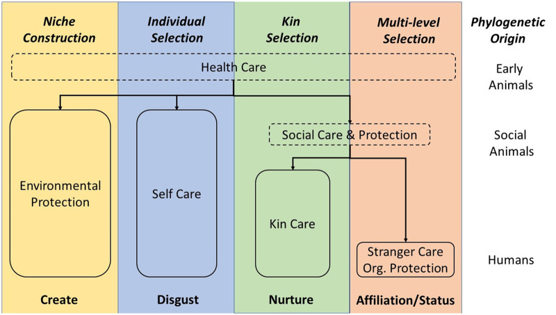 The evolution of the human healthcare system and implications for understanding our responses to COVID-19.