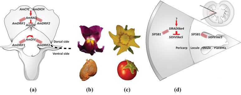 A CYC-RAD-DIV-DRIF interaction likely pre-dates the origin of floral monosymmetry in Lamiales.