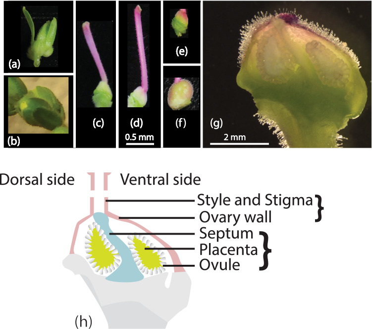 A CYC-RAD-DIV-DRIF interaction likely pre-dates the origin of floral monosymmetry in Lamiales.