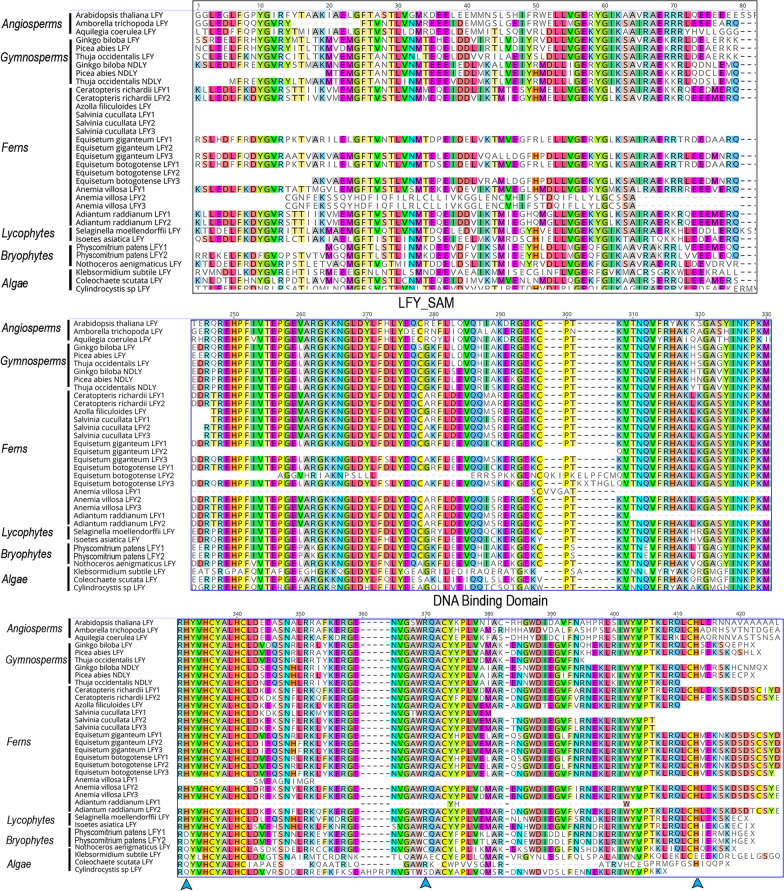 Evolution and expression of LEAFY genes in ferns and lycophytes.