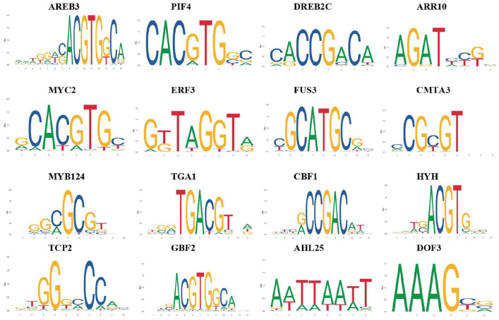 Characterization and Expression Analysis of <i>B12D-Like</i> Gene From Pearl Millet.