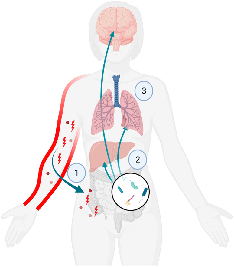 Aging, Cutaneous Burn Injury and Multi-Organ Complications: The Role of the Gut.