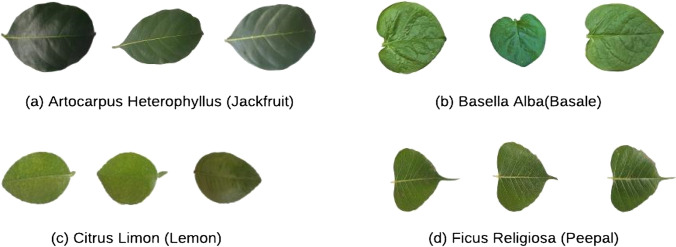 Deep ensemble learning for automatic medicinal leaf identification.