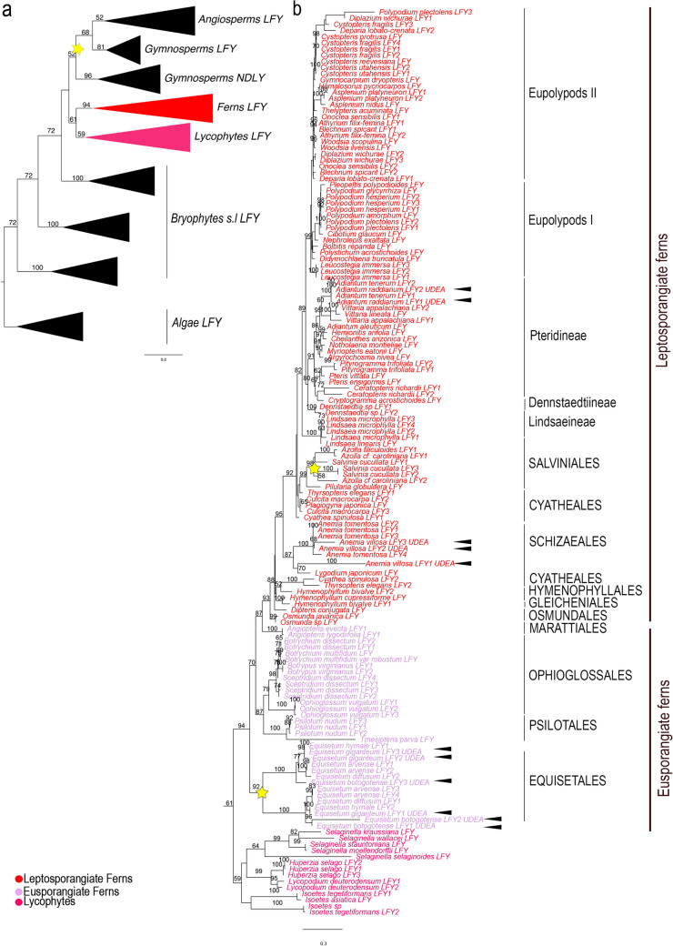 Evolution and expression of LEAFY genes in ferns and lycophytes.