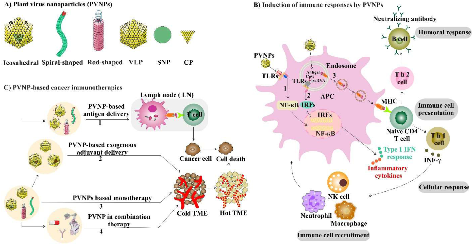 Emerging Potential of Plant Virus Nanoparticles (PVNPs) in Anticancer Immunotherapies.