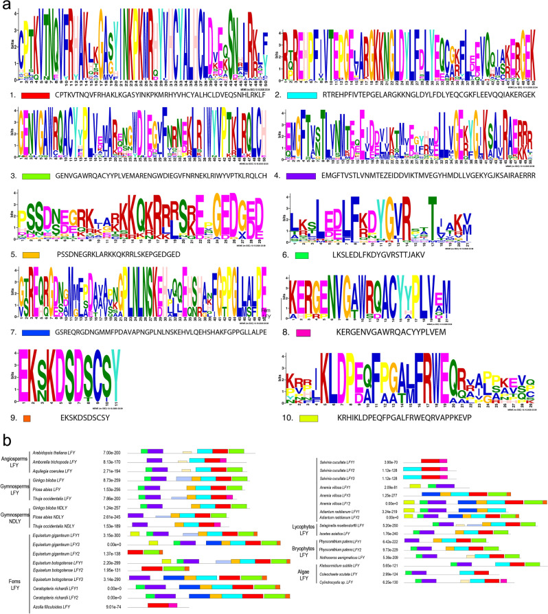 Evolution and expression of LEAFY genes in ferns and lycophytes.