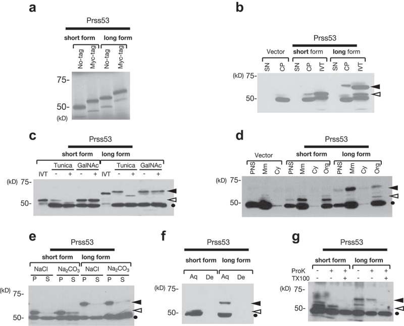 Identification of protease serine S1 family member 53 as a mitochondrial protein in murine islet beta cells.