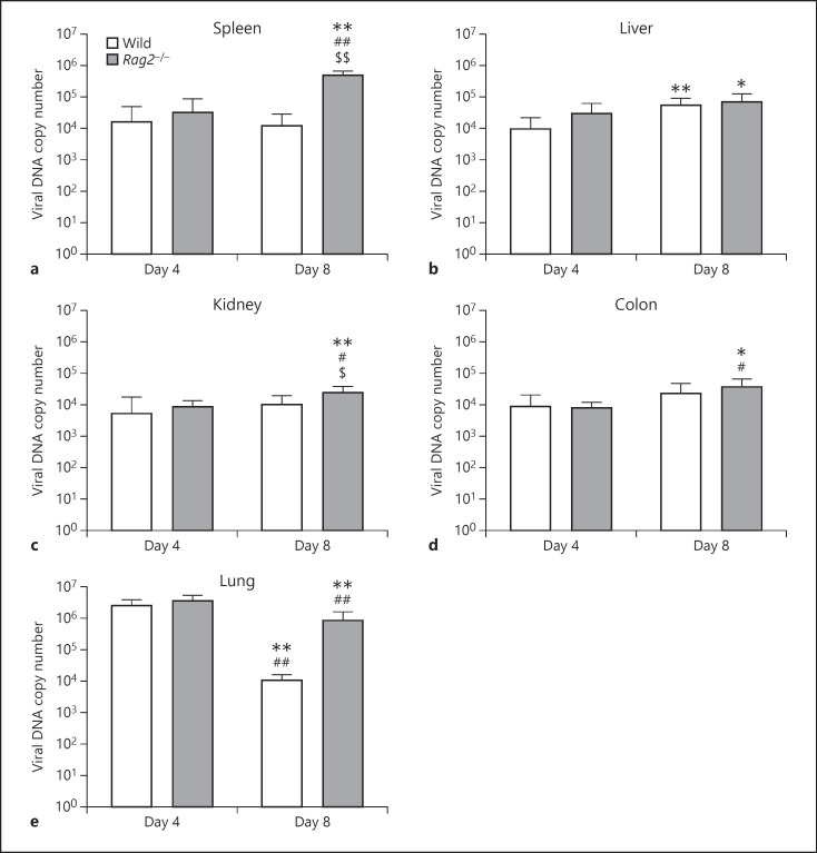 Rag2 Deficiency Enhances Susceptibility to Systemic Mouse Adenovirus Type 1 Infection.