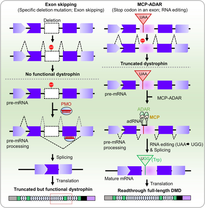 Development of Therapeutic RNA Manipulation for Muscular Dystrophy.