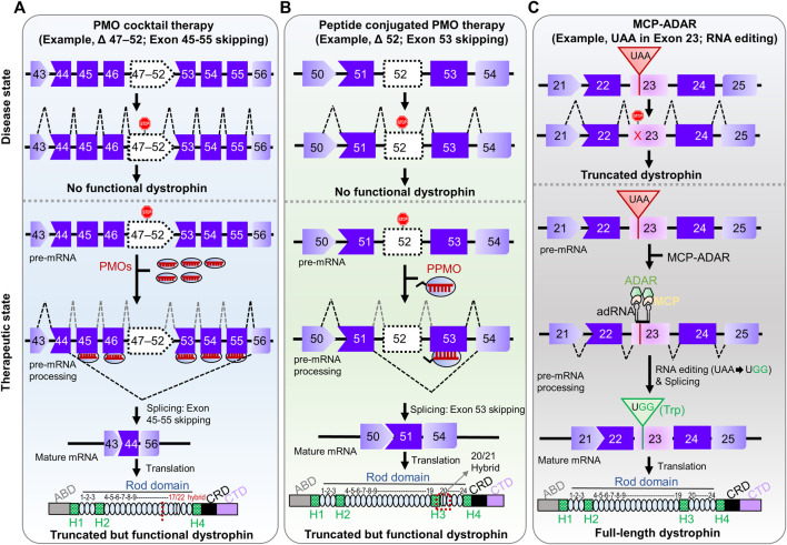 Development of Therapeutic RNA Manipulation for Muscular Dystrophy.