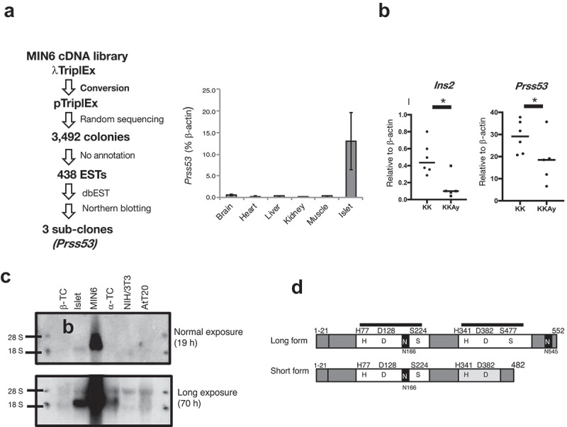 Identification of protease serine S1 family member 53 as a mitochondrial protein in murine islet beta cells.