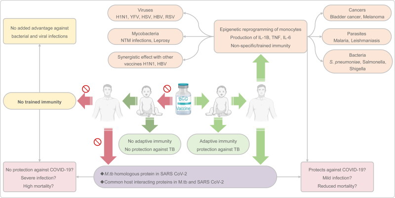 Tuberculosis vaccine BCG: the magical effect of the old vaccine in the fight against the COVID-19 pandemic.