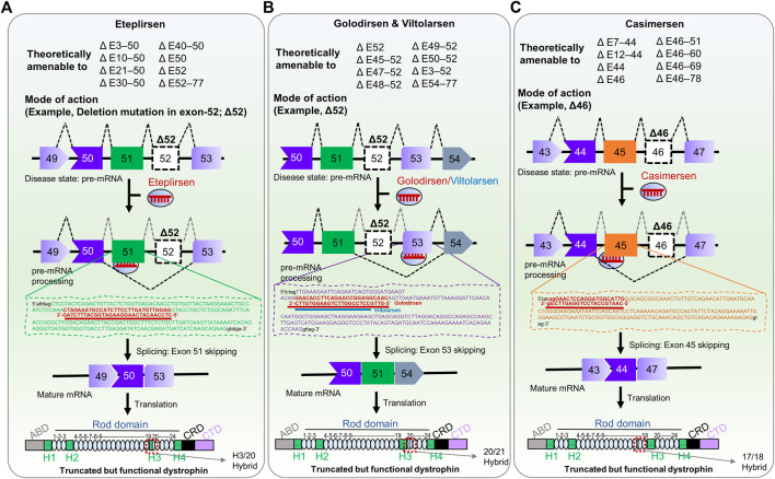 Development of Therapeutic RNA Manipulation for Muscular Dystrophy.