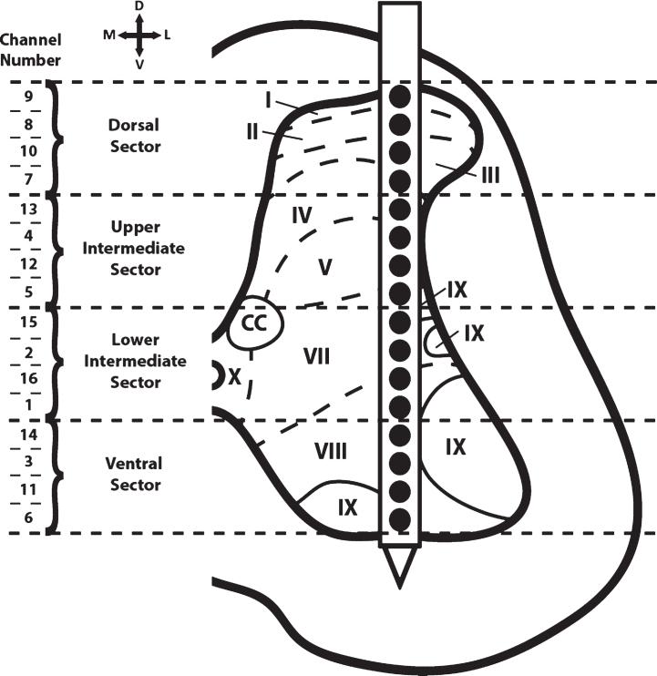 Activity dependent stimulation increases synaptic efficacy in spared pathways in an anesthetized rat model of spinal cord contusion injury.