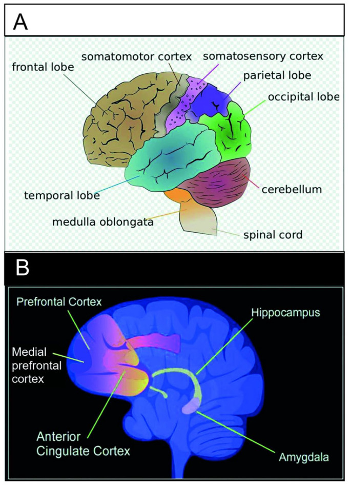 DNA Methylation and Establishing Memory.