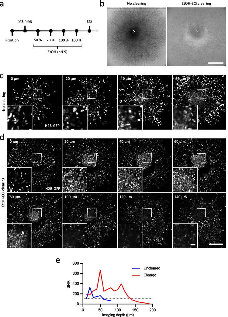 3D spheroid culture to examine adaptive therapy response in invading tumor cells.