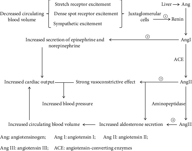 Role and Mechanism of the Renin-Angiotensin-Aldosterone System in the Onset and Development of Cardiorenal Syndrome.