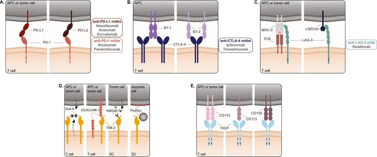 Combination of genetically engineered T cells and immune checkpoint blockade for the treatment of cancer.