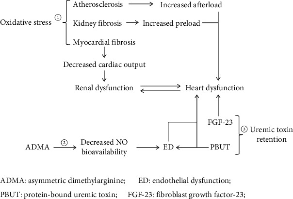 Role and Mechanism of the Renin-Angiotensin-Aldosterone System in the Onset and Development of Cardiorenal Syndrome.