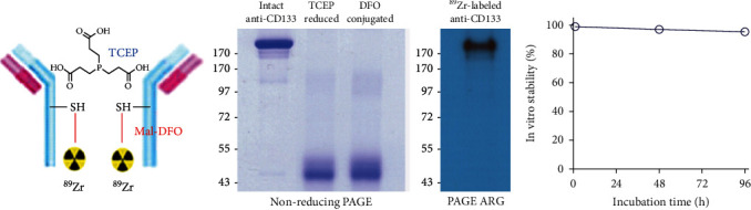 Celecoxib-Induced Modulation of Colon Cancer CD133 Expression Occurs through AKT Inhibition and Is Monitored by <sup>89</sup>Zr Immuno-PET.