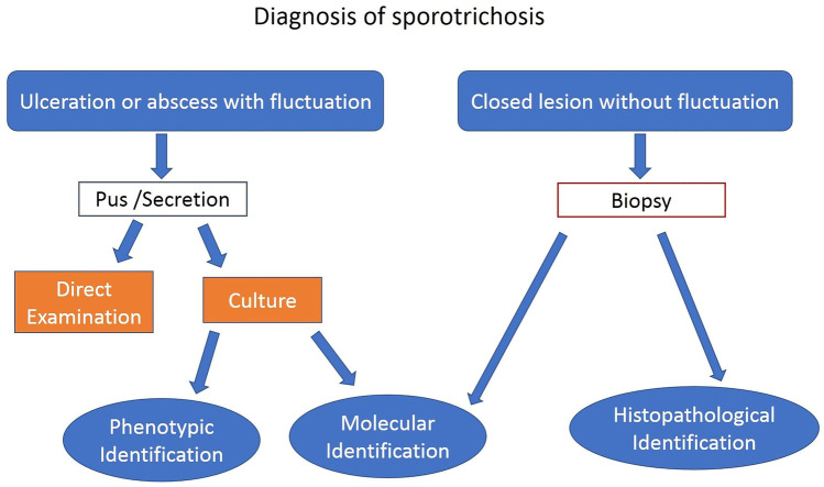 Sporotrichosis: a Comprehensive Review on Recent Drug-Based Therapeutics and Management.