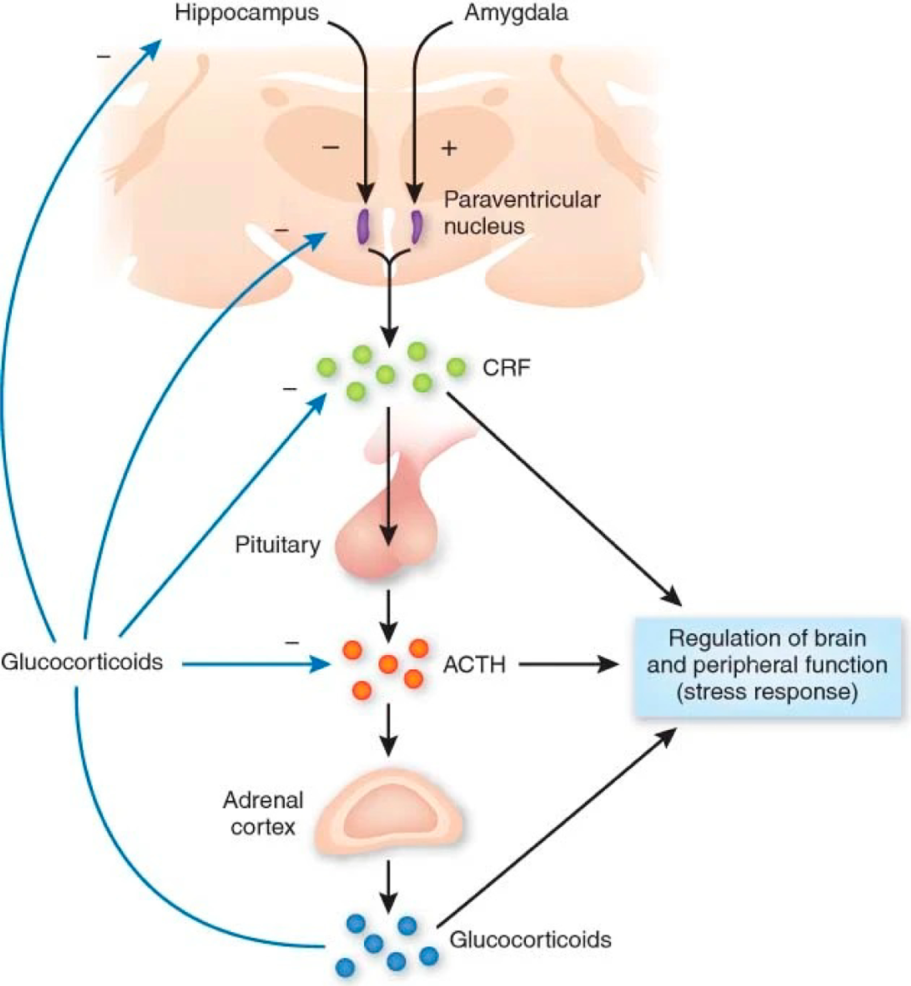 Acute and Lifetime Stress and Psychotic Illness: The Roles of Reward and Salience Networks.