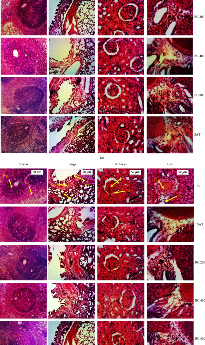 Acute and Subchronic Toxicity Studies on the Aqueous Extract of the Plant Mixture (<i>Bidens pilosa</i> and <i>Cymbopogon citratus</i> Aerial Parts) in Rat Model.