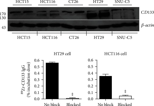 Celecoxib-Induced Modulation of Colon Cancer CD133 Expression Occurs through AKT Inhibition and Is Monitored by <sup>89</sup>Zr Immuno-PET.