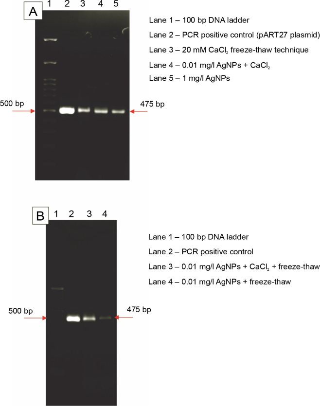 Improved transformation of <i>Agrobacterium</i> assisted by silver nanoparticles.