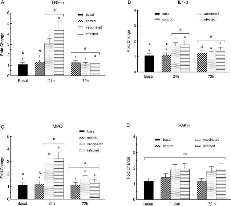 Modulation of expression of proinflammatory genes and humoral immune response following immunization or infection with Aeromonas hydrophila in silver catfish (Rhamdia quelen)