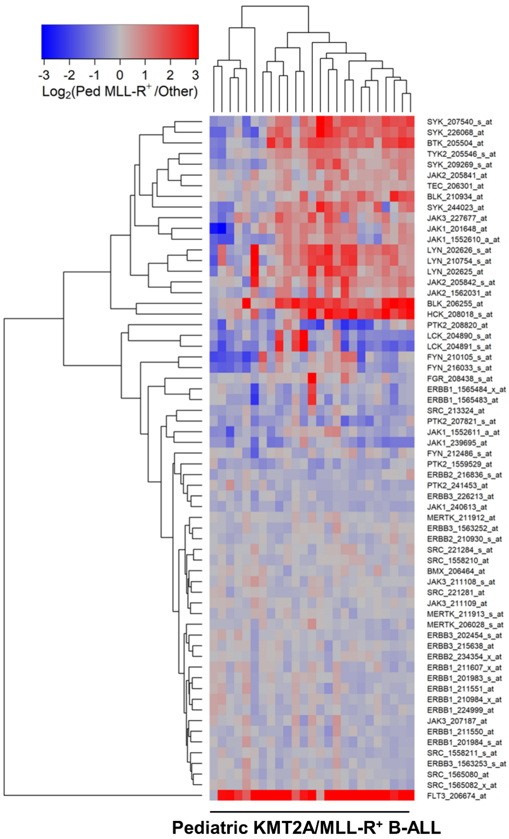 Tyrosine kinases in KMT2A/MLL-rearranged acute leukemias as potential therapeutic targets to overcome cancer drug resistance.