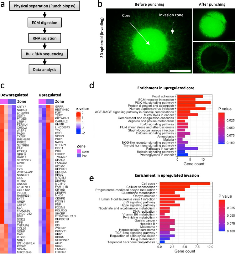 3D spheroid culture to examine adaptive therapy response in invading tumor cells.