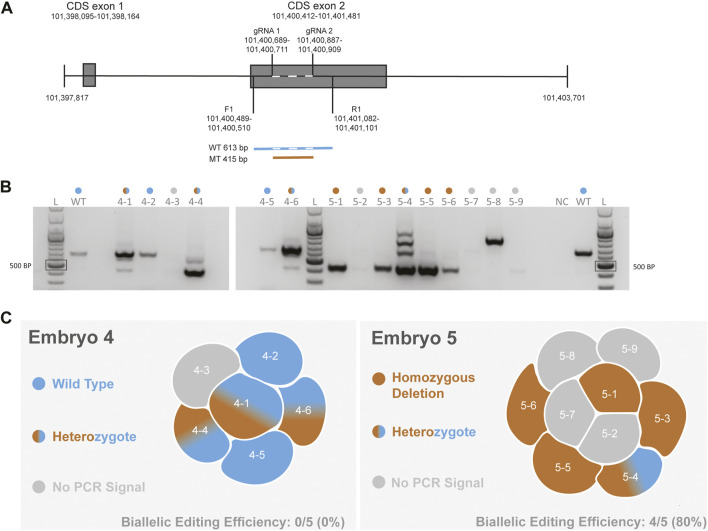 Whole genome sequencing of <i>CCR5</i> CRISPR-Cas9-edited Mauritian cynomolgus macaque blastomeres reveals large-scale deletions and off-target edits.